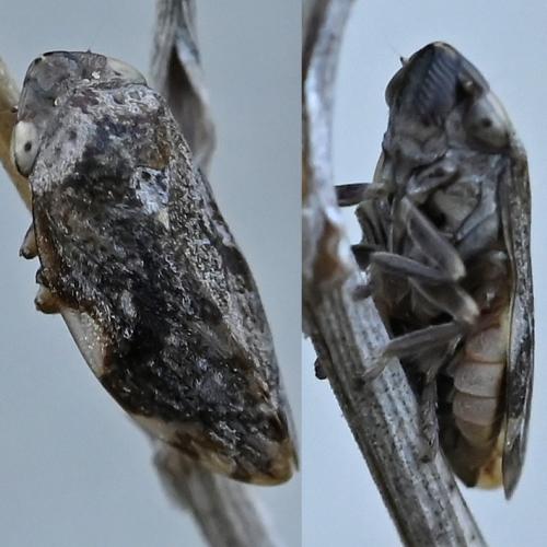 Philaenus spumarius